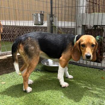 Tansy 2944 -  Beagle Dog for Adoption in Loxahatchee Groves, Florida - Tansy 2944 | PetCurious