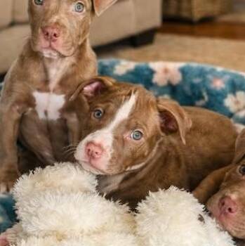 American Staffordshire Terrier Dogs Available for Adoption - Carter | PetCurious