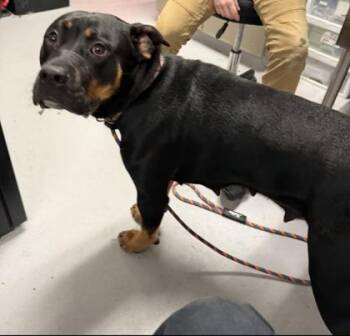 Attila -  Rottweiler and Mixed Breed Dog for Adoption in West Chester, Pennsylvania - Attila | PetCurious