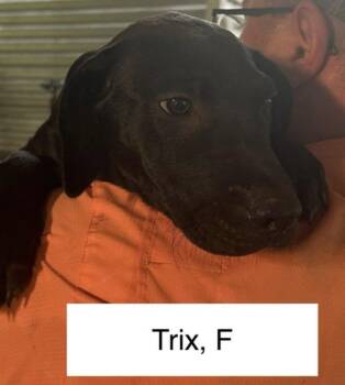 Rescue Hound Dogs for Adoption in Parma, Ohio - Trix | PetCurious