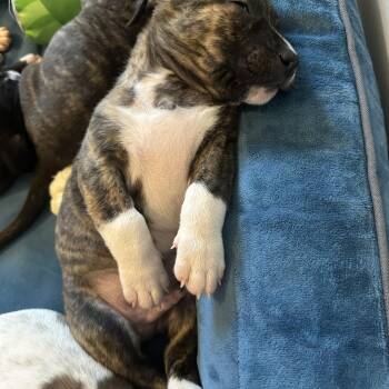 American Staffordshire Terrier and Boston Terrier Dogs Available for Adoption in Mt. Juliet, Tennessee - Sir Winston Churchill “London’s Royal Litter” | PetCurious