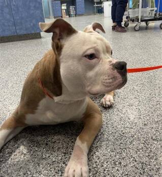 A137069 -  Mixed Breed Dog for Adoption in Palmetto, Florida - A137069 | PetCurious