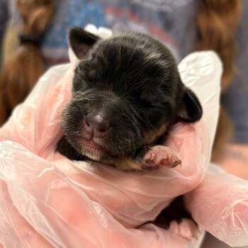 Wildcard -  Mixed Breed Dog for Adoption in Charleston, West Virginia - Wildcard | PetCurious