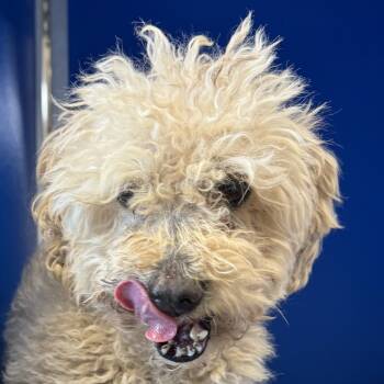 Rescue Mixed Breed Dogs for Adoption in Las Cruces, New Mexico - Eminem | PetCurious