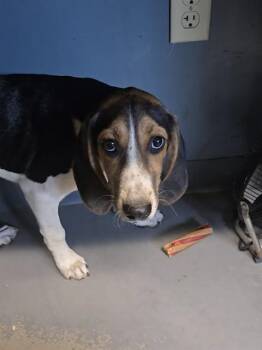 GRETEL -  English Coonhound Dog for Adoption in Tallahassee, Florida - GRETEL | PetCurious