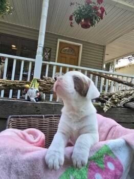Rescue American Bulldog Dogs for Adoption in Jeffersonville, New York - Elwood | PetCurious