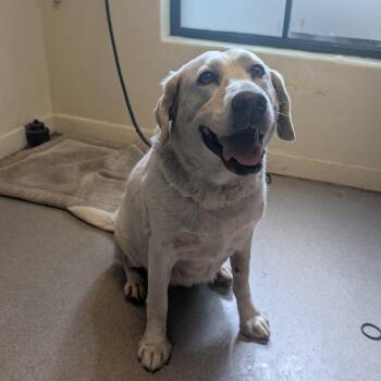Lucille -  Labrador Retriever Dog for Adoption in Pasadena, California - Lucille | PetCurious