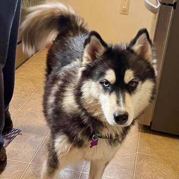 Husky Dogs Available for Adoption - Tundra | PetCurious