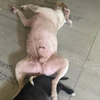 Lyra -  Pit Bull Terrier Dog for Adoption in East St. Louis, Illinois - Lyra | PetCurious