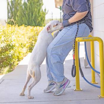 Austin -  Pit Bull Terrier Dog for Adoption in Abilene, Texas - Austin | PetCurious