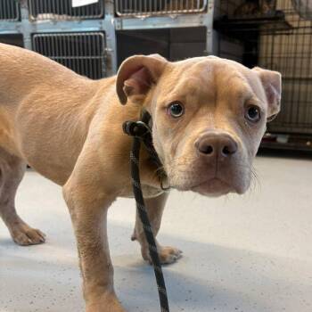 Mixed Breed Dogs Available for Adoption in Huntington, West Virginia - Red | PetCurious