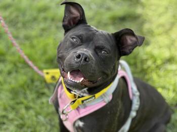 Rescue Pit Bull Terrier and Staffordshire Bull Terrier Dogs for Adoption in Stamford, Connecticut - Nina Bobina :) | PetCurious
