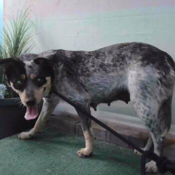 A5786181 -  Australian Cattle Dog Blue Heeler Dog for Adoption in San Gabriel, California - A5786181 | PetCurious