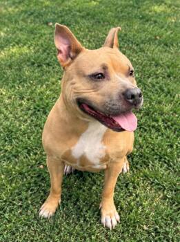 Pancake -  Pit Bull Terrier Dog for Adoption in Jersey City, New Jersey - Pancake | PetCurious