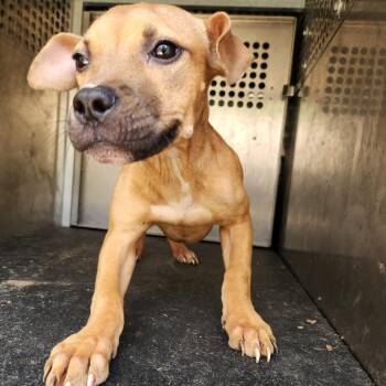 Lottie -  Pit Bull Terrier Dog for Adoption in Birmingham, Alabama - Lottie | PetCurious