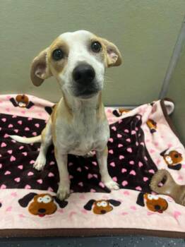 Bella -  Mixed Breed Dog for Adoption in Davenport, Iowa - Bella | PetCurious