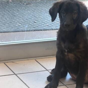 TUSC-Stray-85914_2 -  Black Labrador Retriever and Mixed Breed Dog for Adoption in Tuscaloosa, Alabama - TUSC-Stray-85914_2 | PetCurious