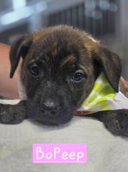 Bopeep -  American Bulldog Dog for Adoption in Walthill, Nebraska - Bopeep | PetCurious