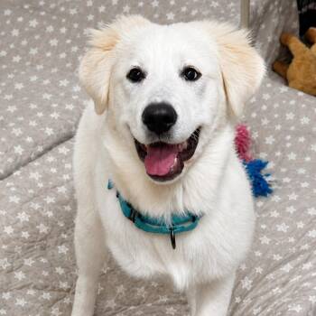 Hemlock -  Great Pyrenees Dog for Adoption in Roswell, Georgia - Hemlock | PetCurious