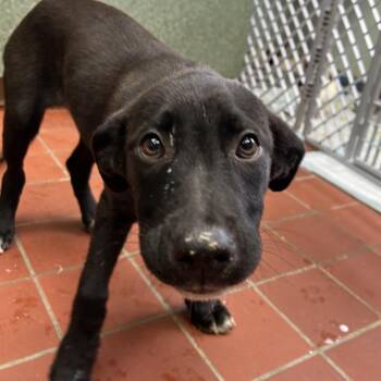 Glenda -  Labrador Retriever and Mixed Breed Dog for Adoption in West Point, Mississippi - Glenda | PetCurious