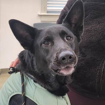 Oso -  German Shepherd Dog and Belgian Shepherd Malinois Dog for Adoption in Harrisonburg, Virginia - Oso | PetCurious
