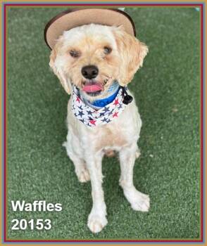 WAFFLES -  Maltipoo and Maltese Dog for Adoption in Marietta, Georgia - WAFFLES | PetCurious