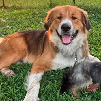 Wilbur -  Saint Bernard and Mixed Breed Dog for Adoption in Wadena, Minnesota - Wilbur | PetCurious
