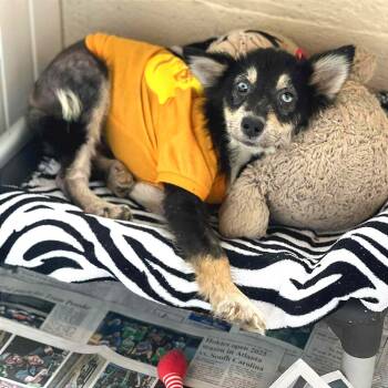 Rescue Mixed Breed Dogs for Adoption in Huntington, West Virginia - Frankenstein | PetCurious