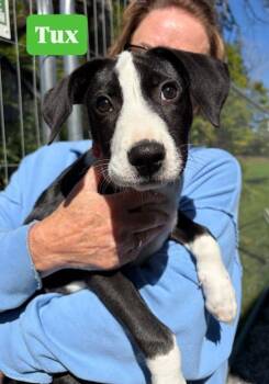 Tux -  Mixed Breed and Collie Dog for Adoption in New Boston, New Hampshire - Tux | PetCurious