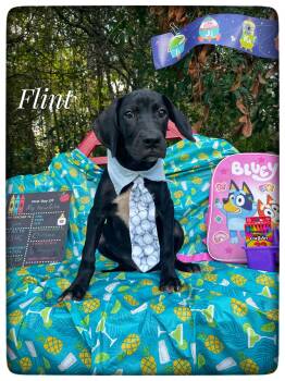 Flint -  Black Labrador Retriever and Hound Dog for Adoption in Sebring, Florida - Flint | PetCurious