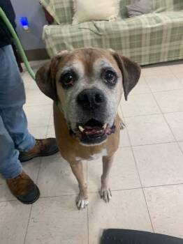 Rescue Boxer Dogs for Adoption in New Cumberland, West Virginia - Drago | PetCurious