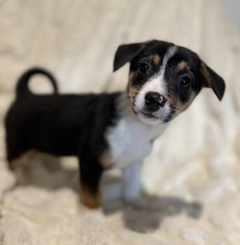 Corgi and Rat Terrier Dogs Available for Adoption - Kiwi  | PetCurious