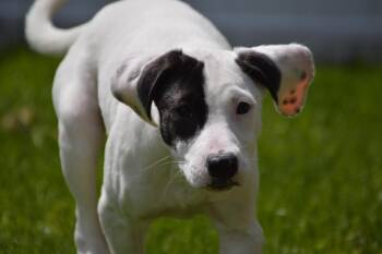 Coonhound and German Shorthaired Pointer Dogs Available for Adoption in Clinton, Wisconsin - Dumpling | PetCurious