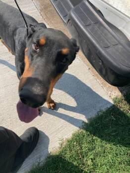 JUDGE -  Doberman Pinscher Dog for Adoption in Dallas, Texas - JUDGE | PetCurious