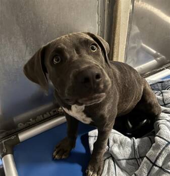 AMELIA -  Pit Bull Terrier Dog for Adoption in Camarillo, California - AMELIA | PetCurious