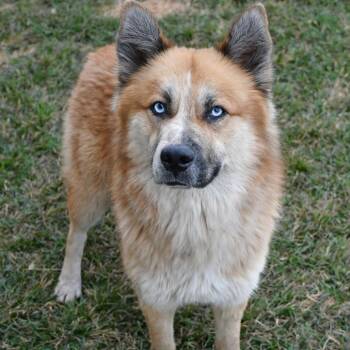 Chow Chow Dogs Available for Adoption in Beaumont, Texas - Kuma | PetCurious