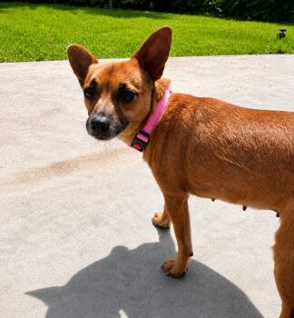 Priza -  Chihuahua and Dachshund Dog for Adoption in Saugus, Massachusetts - Priza | PetCurious