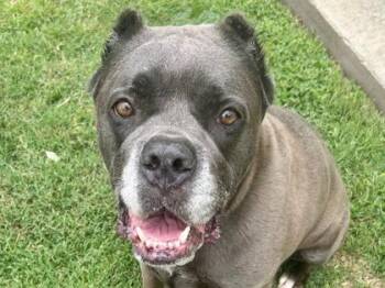 Julia -  Cane Corso and Mixed Breed Dog for Adoption in Blountville, Tennessee - Julia | PetCurious