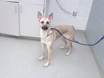 German Shepherd Dog and Black Mouth Cur Dogs Available for Adoption in Omaha, Nebraska - PEACH | PetCurious