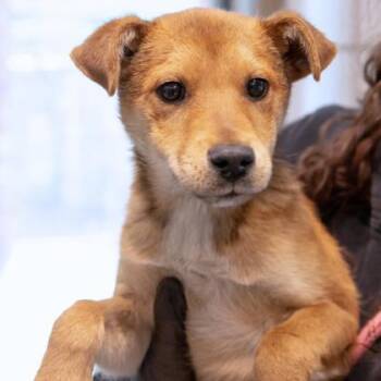 Shepherd and Mixed Breed Dogs Available for Adoption - Jimothy* | PetCurious