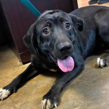 Ellie -  Black Labrador Retriever Dog for Adoption in Enterprise, Alabama - Ellie | PetCurious