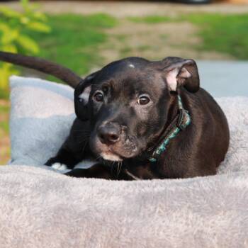 CT Jubal -  Labrador Retriever and Mixed Breed Dog for Adoption in Eastford, Connecticut - CT Jubal | PetCurious