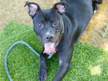 MIDNIGHT -  Labrador Retriever and Mixed Breed Dog for Adoption in Tallahassee, Florida - MIDNIGHT | PetCurious