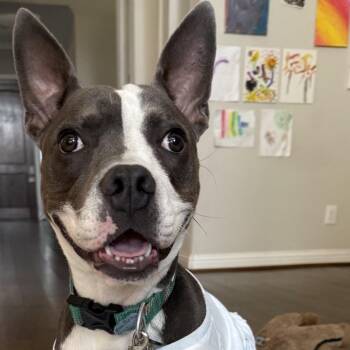 Gerby -  Pit Bull Terrier and Boston Terrier Dog for Adoption in Dallas, Texas - Gerby | PetCurious