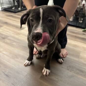 Rescue Pit Bull Terrier Dogs for Adoption in South Elgin, Illinois - Duke - Home To Home | PetCurious