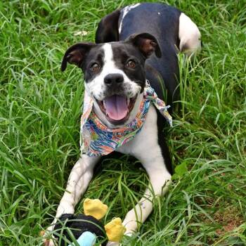 Daphne #A-142510 -  Labrador Retriever and Pit Bull Terrier Dog for Adoption in Silsbee, Texas - Daphne #A-142510 | PetCurious