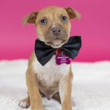 Mixed Breed Dogs Available for Adoption - Bristol | PetCurious