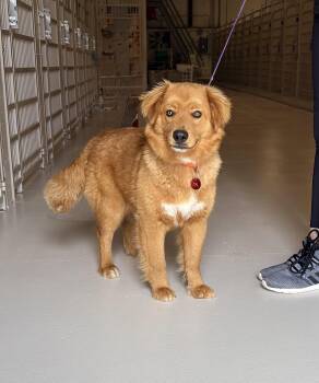 Collie and Golden Retriever Dogs Available for Adoption in Chicago, Illinois - Miles | PetCurious