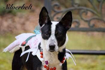 Rescue Australian Cattle Dog Blue Heeler Dogs for Adoption in Sevierville, Tennessee - Silverbell | PetCurious