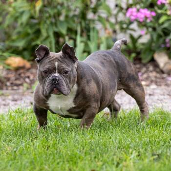 Taito -  English Bulldog and Mixed Breed Dog for Adoption in Council Bluffs, Iowa - Taito | PetCurious